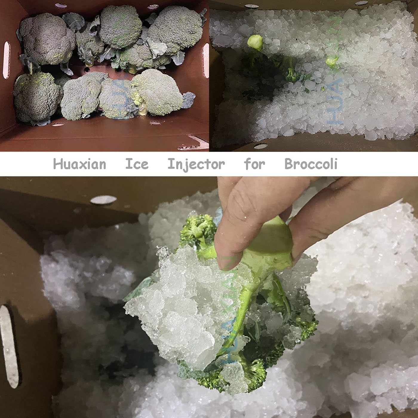 Broccoli Ice Injector03